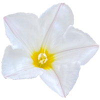 convólvulo cneorum flor png