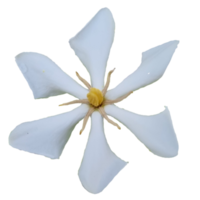 Cape jasmine flowers png