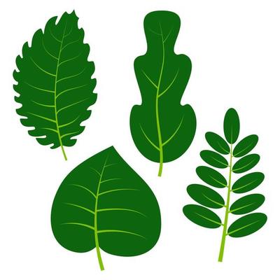 Set of four green leaves on white background. Vector illustration