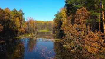 aéreo Visão do a lagoa e a brilhante outono floresta em Está costa. floresta é refletido em a superfície do a lagoa video