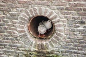 Two white pigeons of the King breed are sitting in a drain pipe with an old brick building photo
