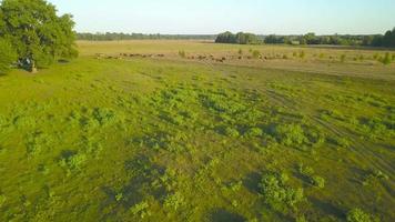 fliegend Über Grün Feld mit Weiden lassen Kühe. Antenne Hintergrund von Landschaft video