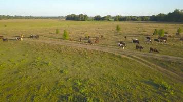 Flying over green field with grazing cows. Aerial background of countryside video