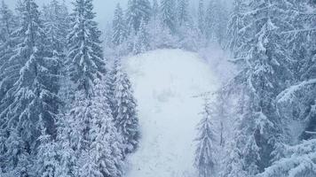 Flug Über Schneesturm im ein schneebedeckt Berg Nadelbaum Wald, unbequem unfreundlich Winter Wetter. video