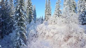 vlucht over- sneeuwstorm in een besneeuwd berg naald- Woud, ongemakkelijk onvriendelijk winter het weer. video