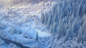 vlucht over- sneeuwstorm in een besneeuwd berg naald- Woud, ongemakkelijk onvriendelijk winter het weer. video