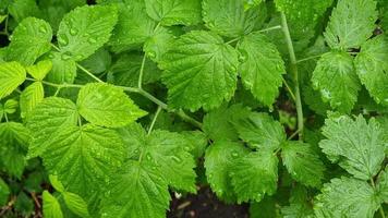 Juicy wet raspberry leaves covered with rain drops close-up. Summer in the garden. video