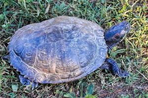 tortuga de cerca foto