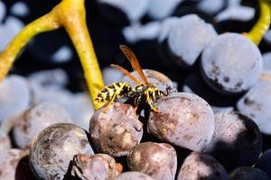 Red wine grapes photo