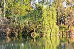 Reflection of trees on the water photo