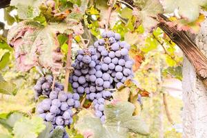 Red wine grapes photo