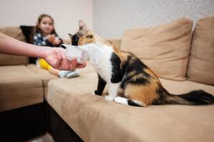 Kids feed the cat with yogurt at home. photo