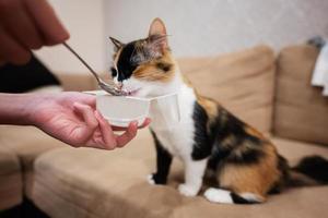 Feed the cat with yogurt from a spoon at home. photo