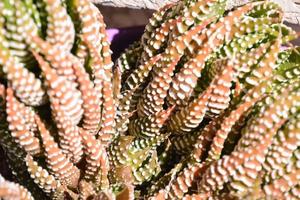 Small cactus close up photo