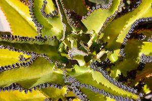 Small cactus close up photo