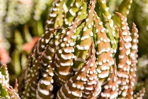 Small cactus close up photo