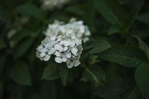 flower of white hydrangea among green leaves in summer garden photo