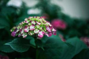 flor de púrpura hortensia entre verde hojas en verano jardín foto