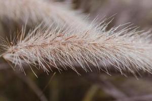 decorative grass flower in the garden with water droplets photo