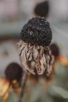 faded flower in a garden in early fall against a beige background photo