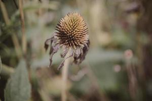 faded flower in a garden in early fall against a beige background photo