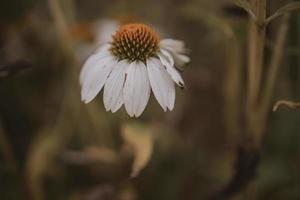 summer flower in the garden on a beige background photo