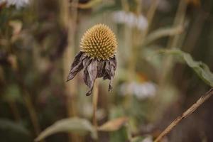 faded flower in a garden in early fall against a beige background photo