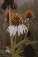 summer flower in the garden on a beige background photo