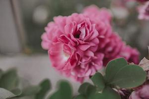 delicate pink rose against a background of green leaves in a summer garden photo