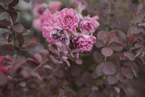 delicate pink rose against a background of green leaves in a summer garden photo