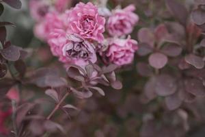 delicate pink rose against a background of green leaves in a summer garden photo