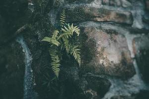 green fern leaf on a dark background close-up photo