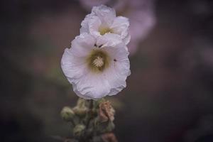 summer mallow flowers in the garden photo