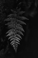 green fern leaf on a dark background close-up photo