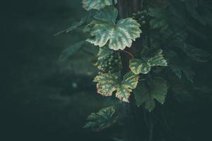 grape on the vine on a summer day close-up photo