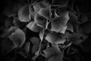 flower of a violet hydrangea in the garden close-up photo