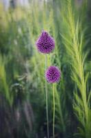 purple flower in close-up on a green garden background photo