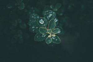 rain drops in close-up on the leaves of the plant photo