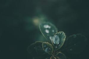 rain drops in close-up on the leaves of the plant photo