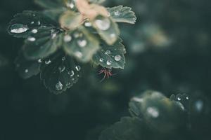 rain drops in close-up on the leaves of the plant photo