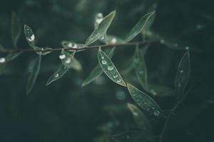 rain drops in close-up on the leaves of the plant photo