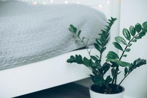 House plant green ficus in white pot on floor near the bed. White bedroom interior. photo
