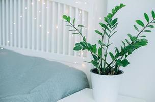 House plant green ficus in white pot on bedside near the bed. White bedroom scandinavian interior. photo