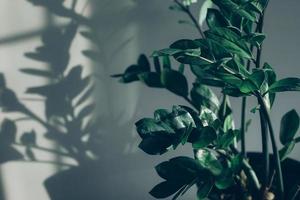 House plant and shadow of flowers in the living room. photo