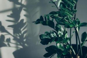 House plant and shadow of flowers in the living room. photo