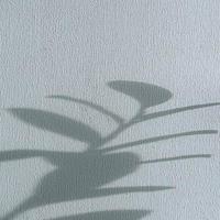 Shadows of flowers house plant on wall wallpapers grey background. Desing, ard, abstract concept. photo