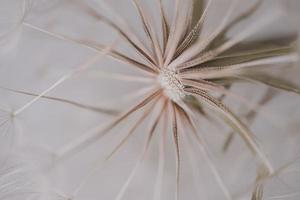 summer dandelion in close-up on a light background photo