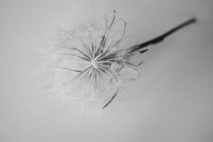 summer dandelion in close-up on a light background photo