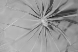 summer dandelion in close-up on a light background photo