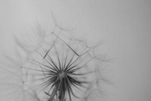 summer dandelion in close-up on a light background photo